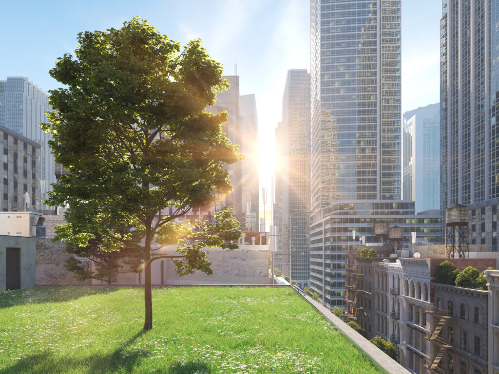 An image of trees and grass growing on a flat roof.