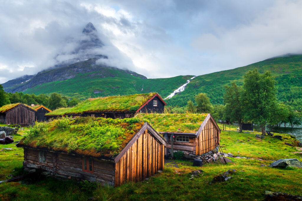 An image of grass growing on a roof.