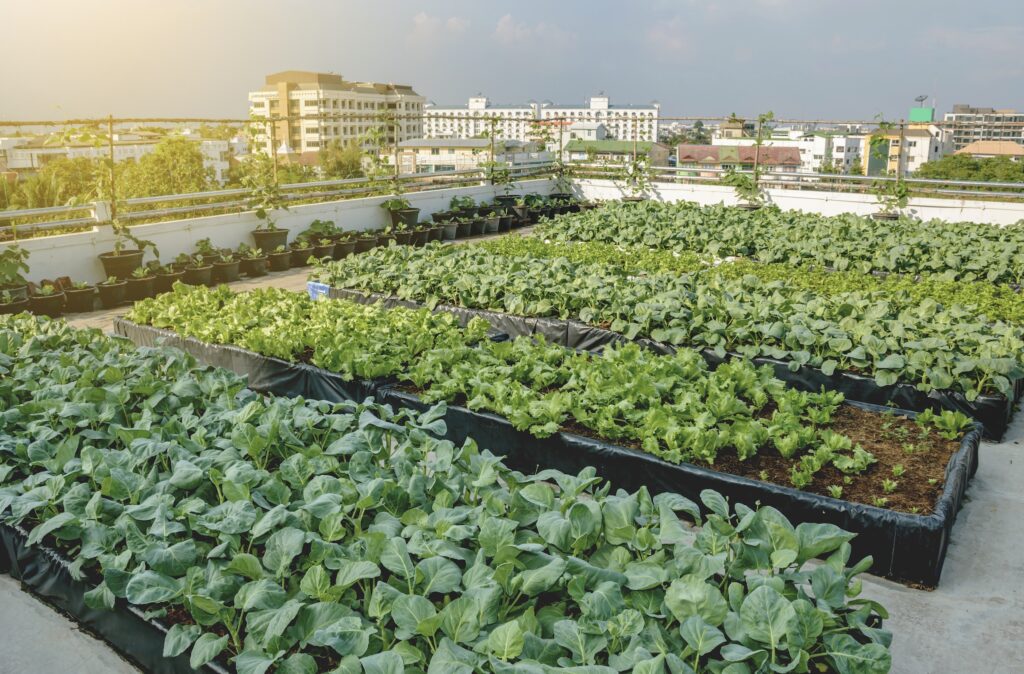 An image of gardens growing on a flat roof.