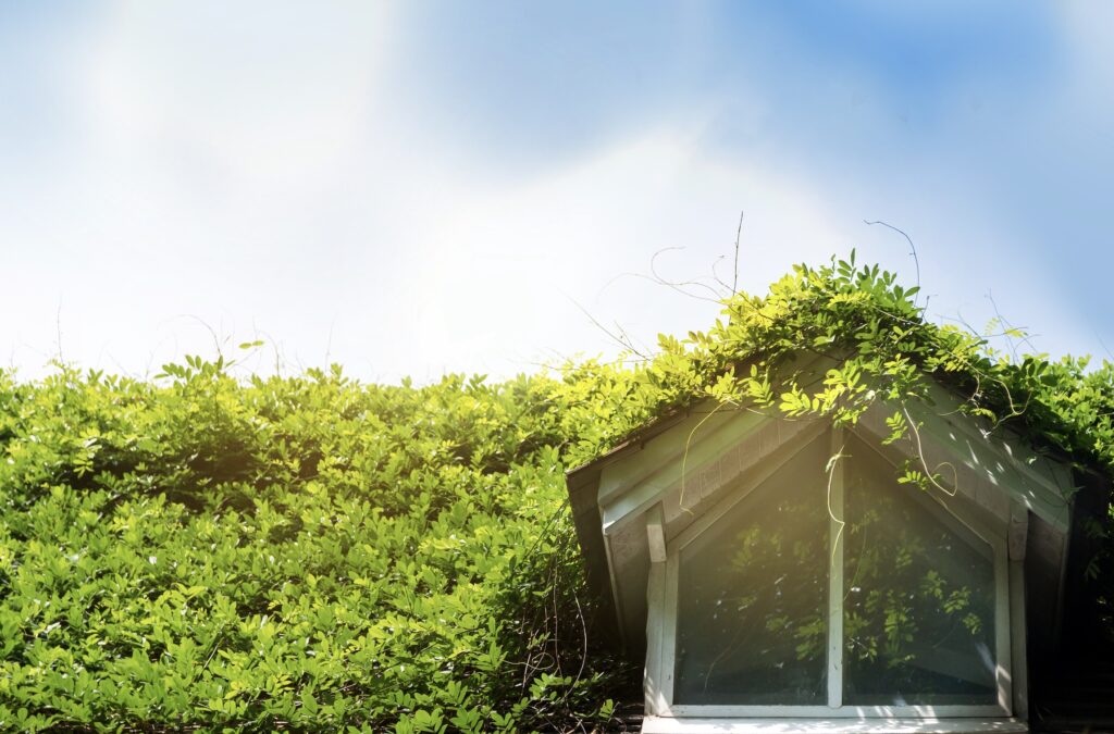 An image of ivy growing on a roof.