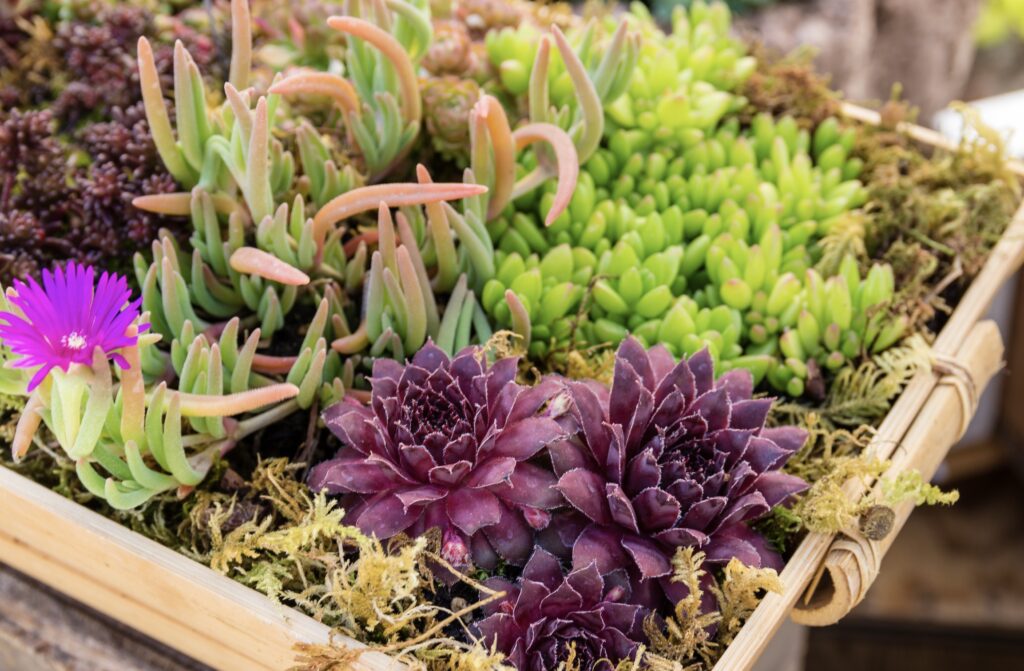 An image of purple and green succulents in a planting box.