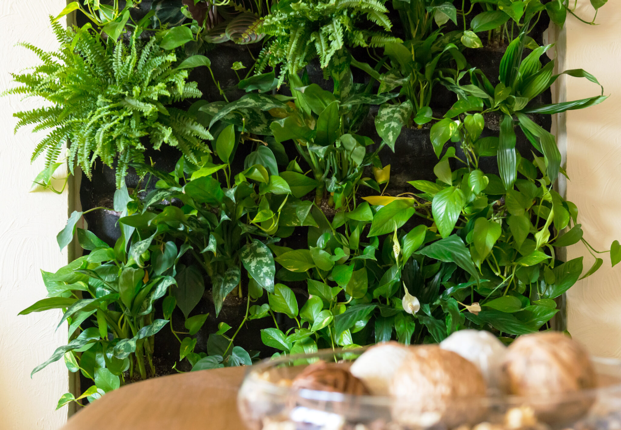 Residential Green Wall Everything You Need To Know Photo Inspiration