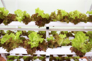 A green wall with integrated irrigation system