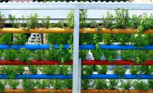 A hydroponic-based green wall.