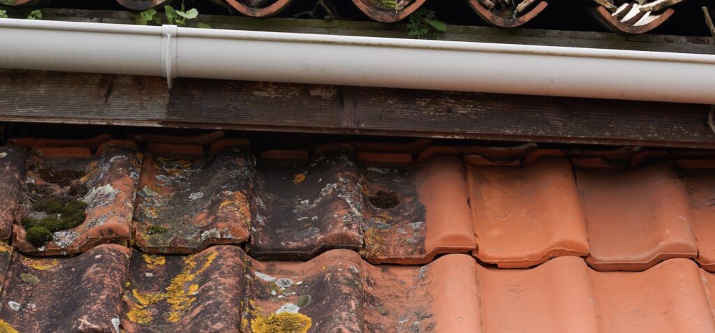 A mold with roofs growing on the shingles.