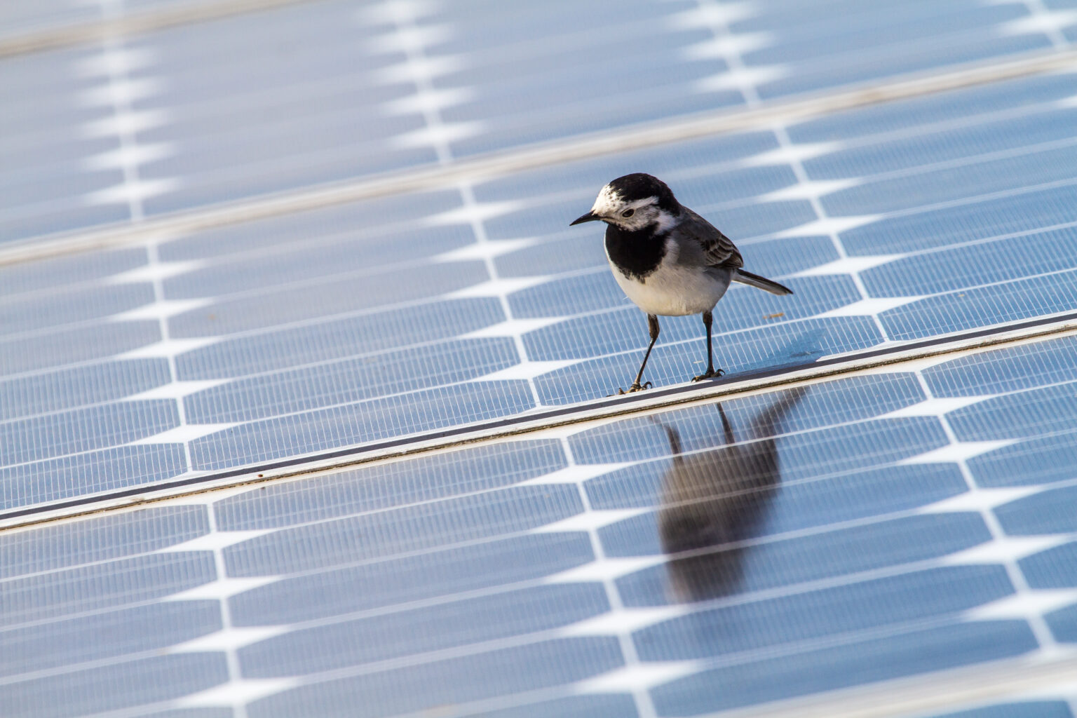Does Solar Protect or Endanger Wildlife? Epic Energy