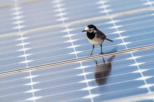 A bird on a solar panel.