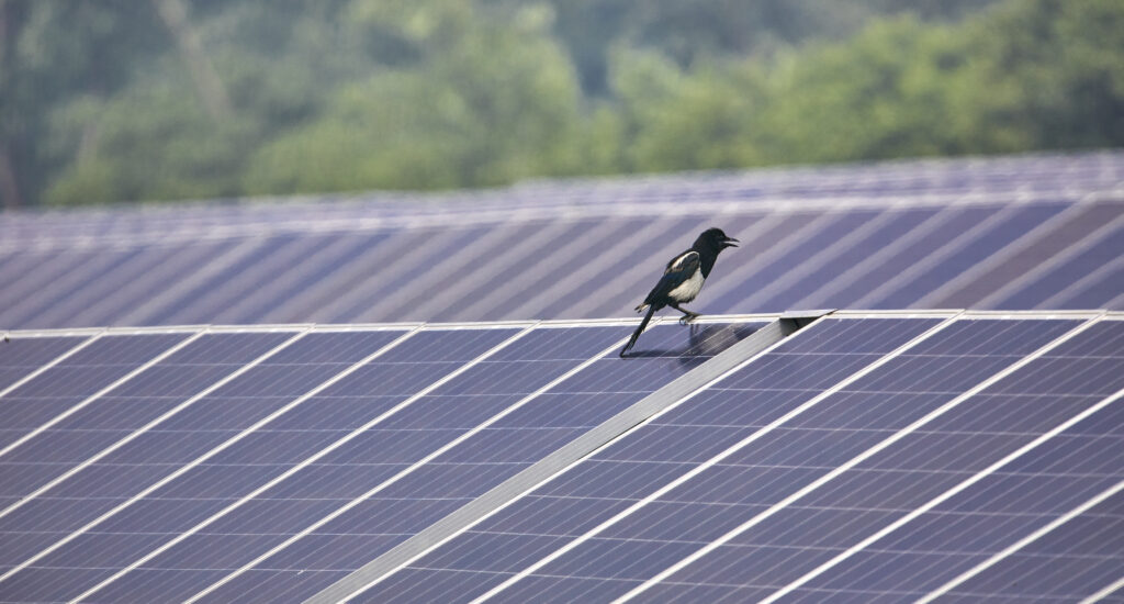 Bird standing on solar photovoltaic panel